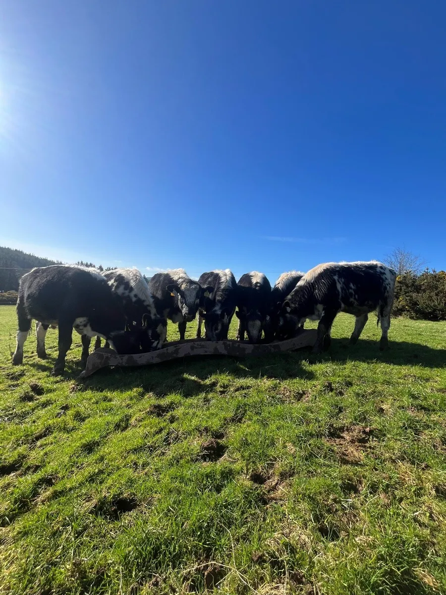 Speckle park weanlings X - Image 3