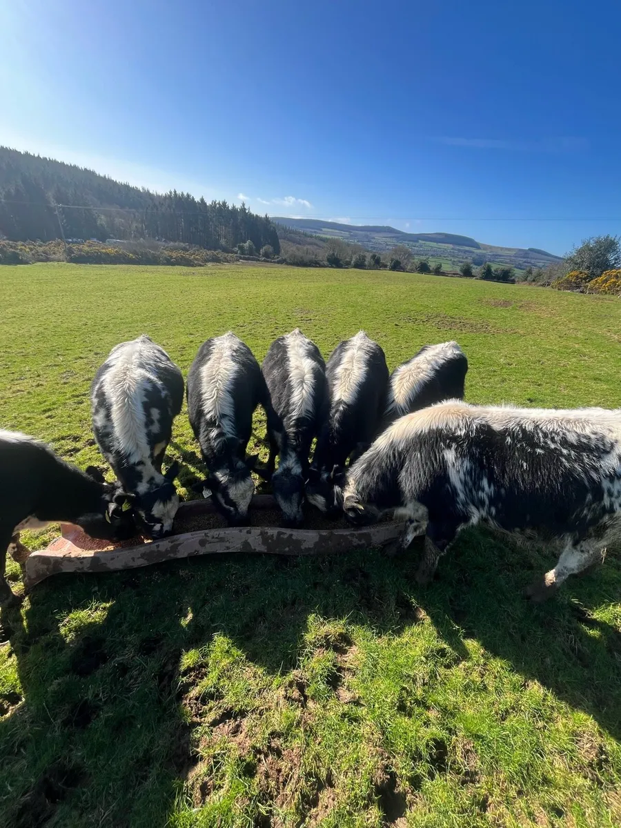 Speckle park weanlings X - Image 4