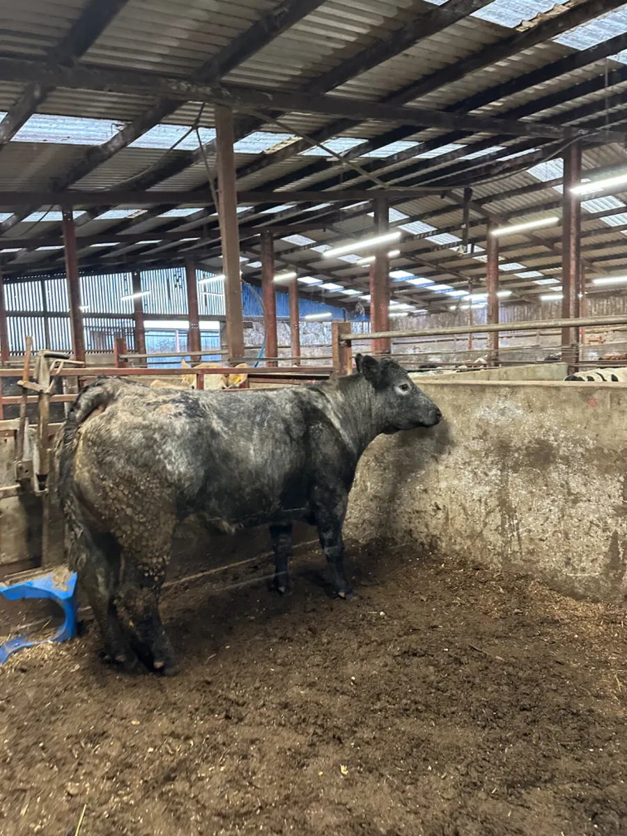 Blue grey lim springer - Image 1