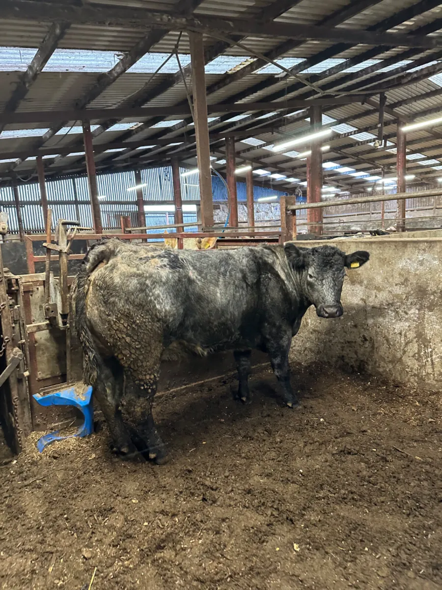 Blue grey lim springer - Image 4