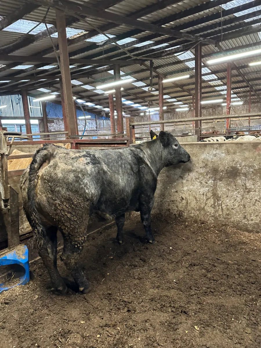 Blue grey lim springer - Image 2