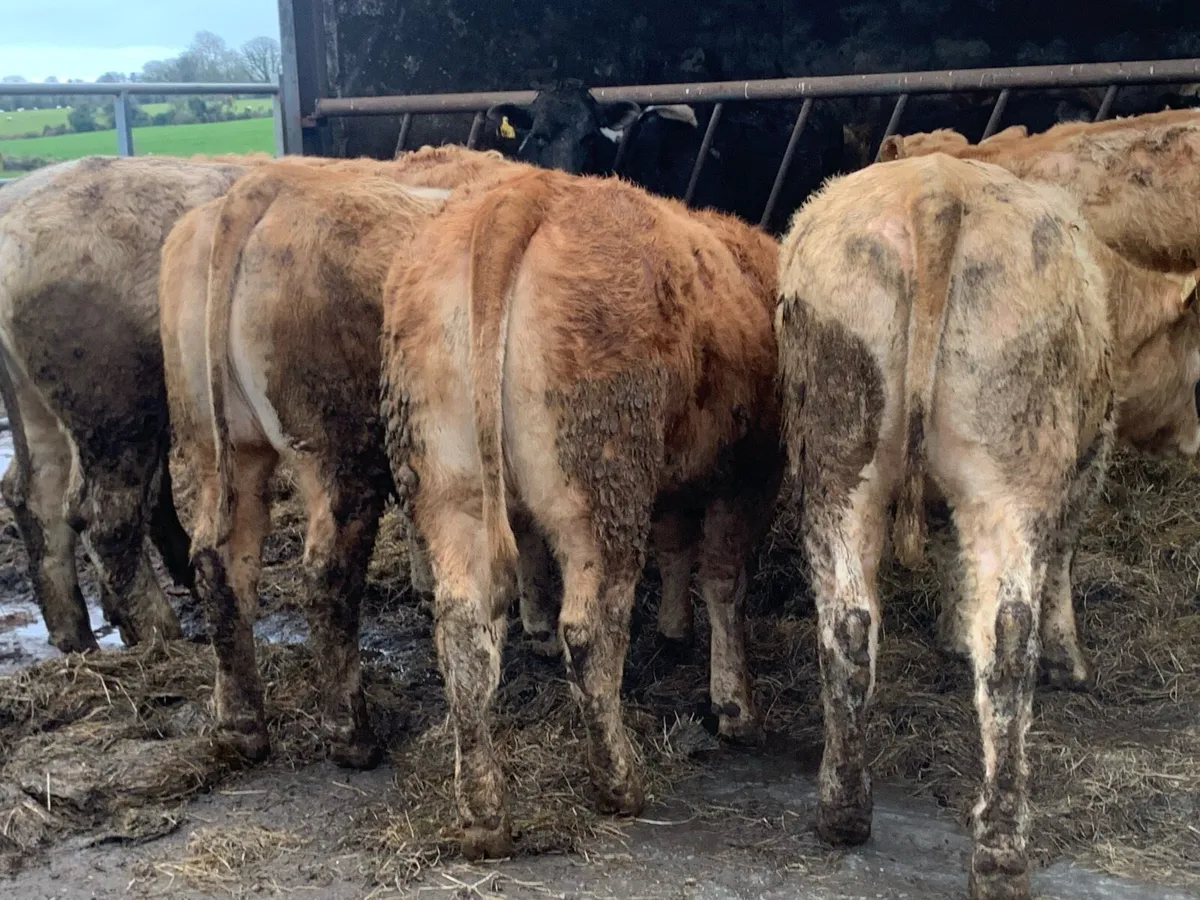 Batch off 400kg u grade 2025 born heifers - Image 1