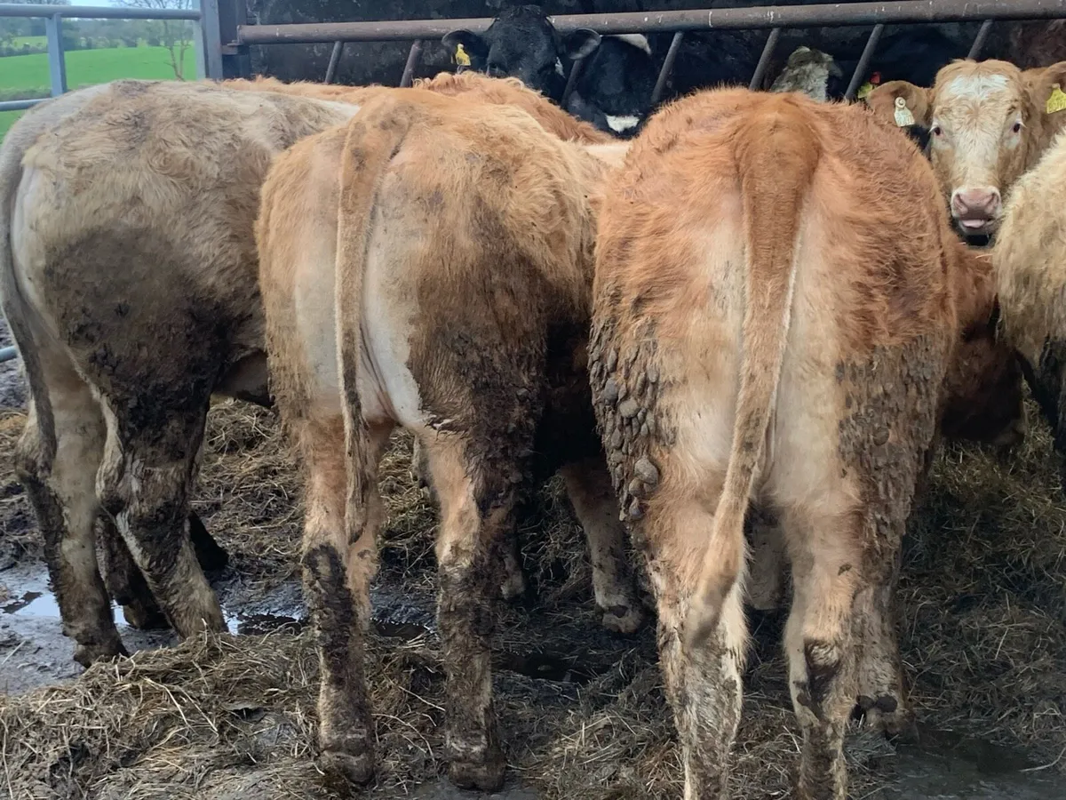 Batch off 400kg u grade 2025 born heifers - Image 2