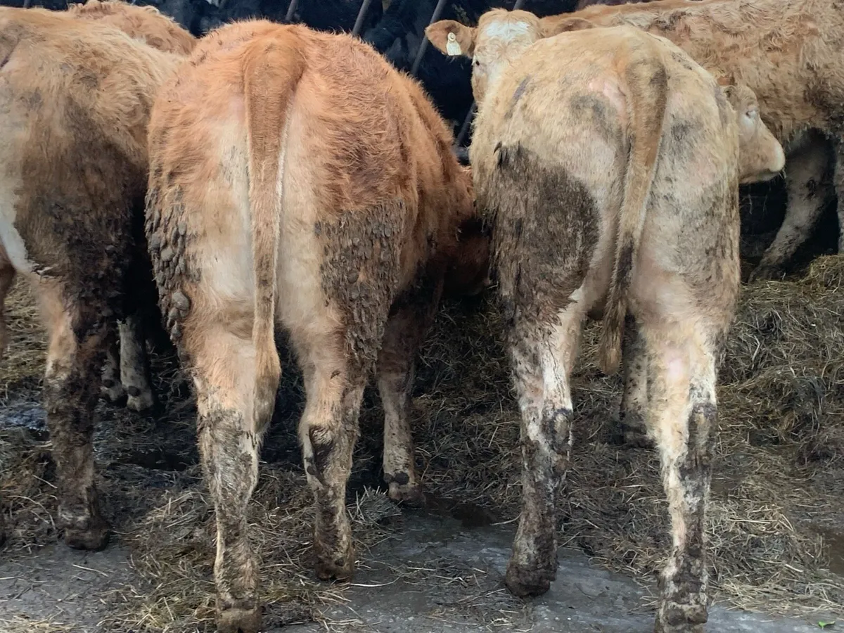 Batch off 400kg u grade 2025 born heifers - Image 4