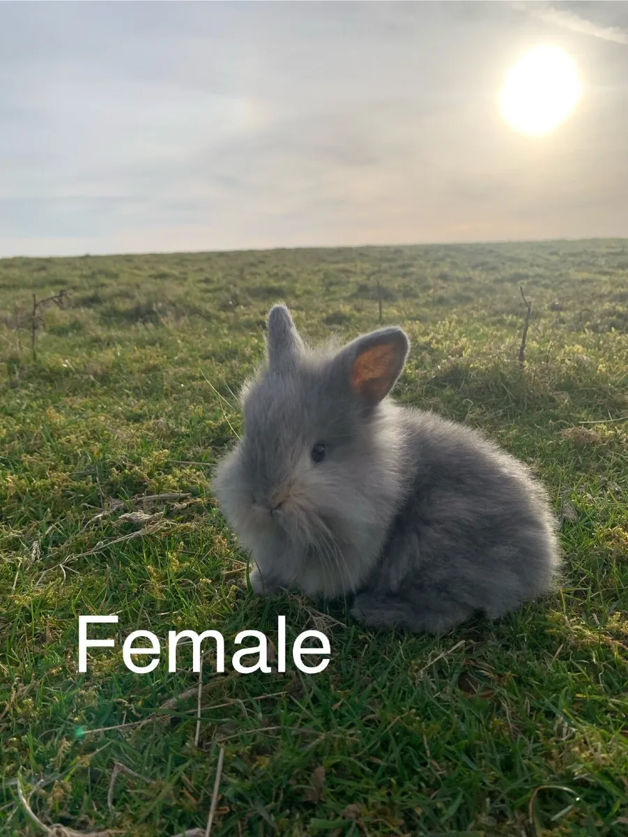 Rabbits and Hutches - Image 1