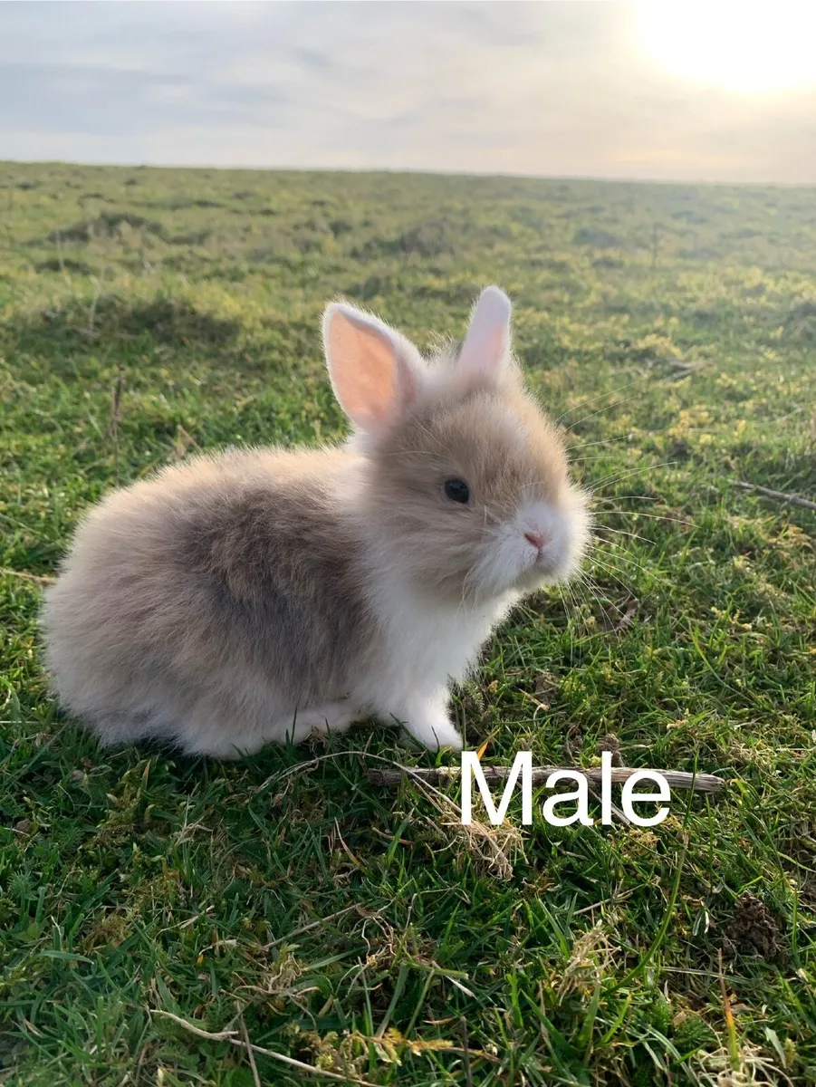 Rabbits and Hutches - Image 4