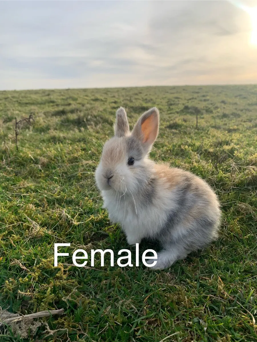 Rabbits and Hutches - Image 2