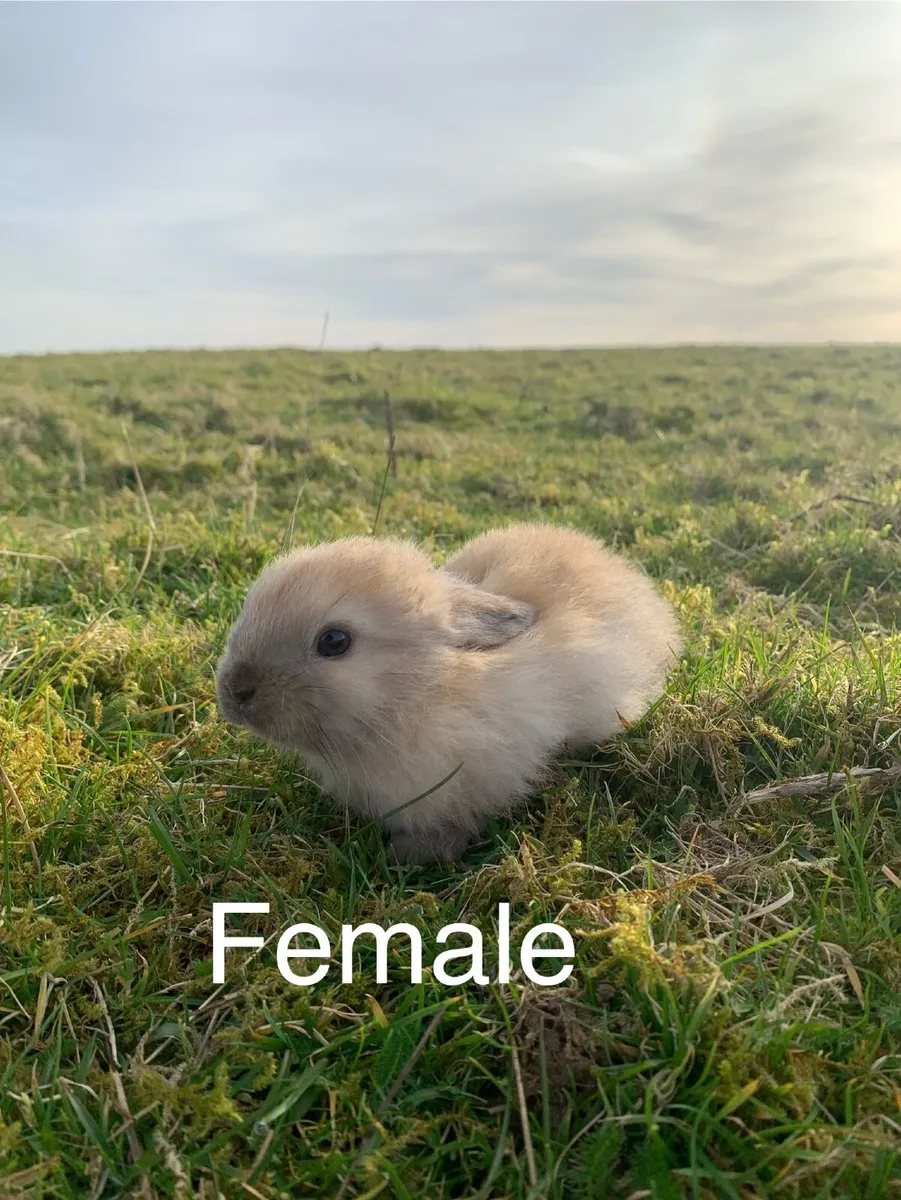 Rabbits and Hutches - Image 3