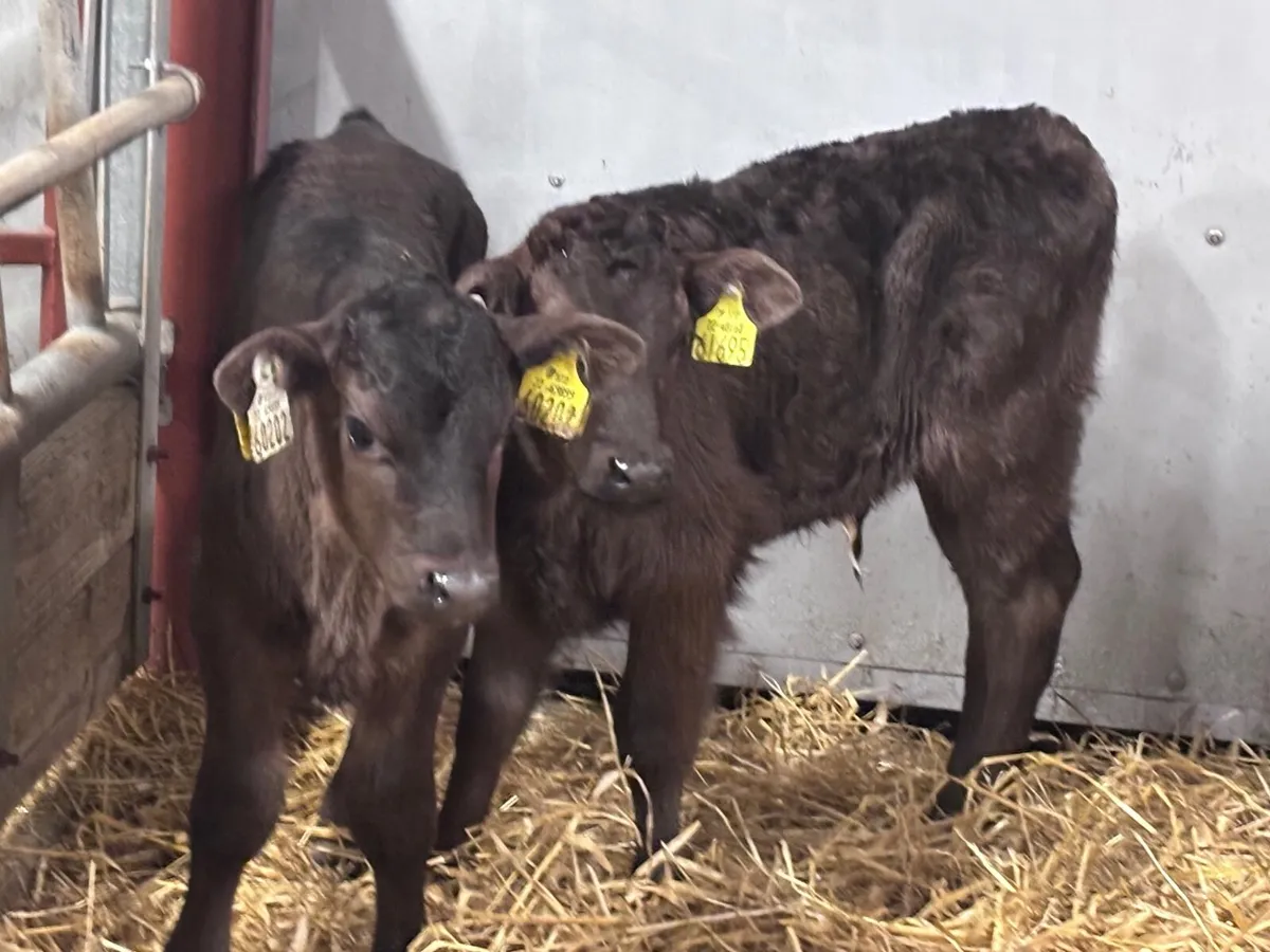 9 top quality bull calves for sale - Image 1