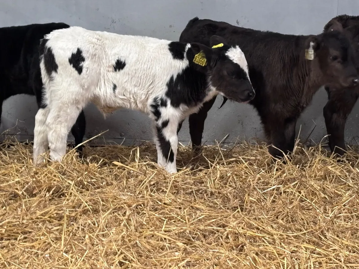 9 top quality bull calves for sale - Image 4