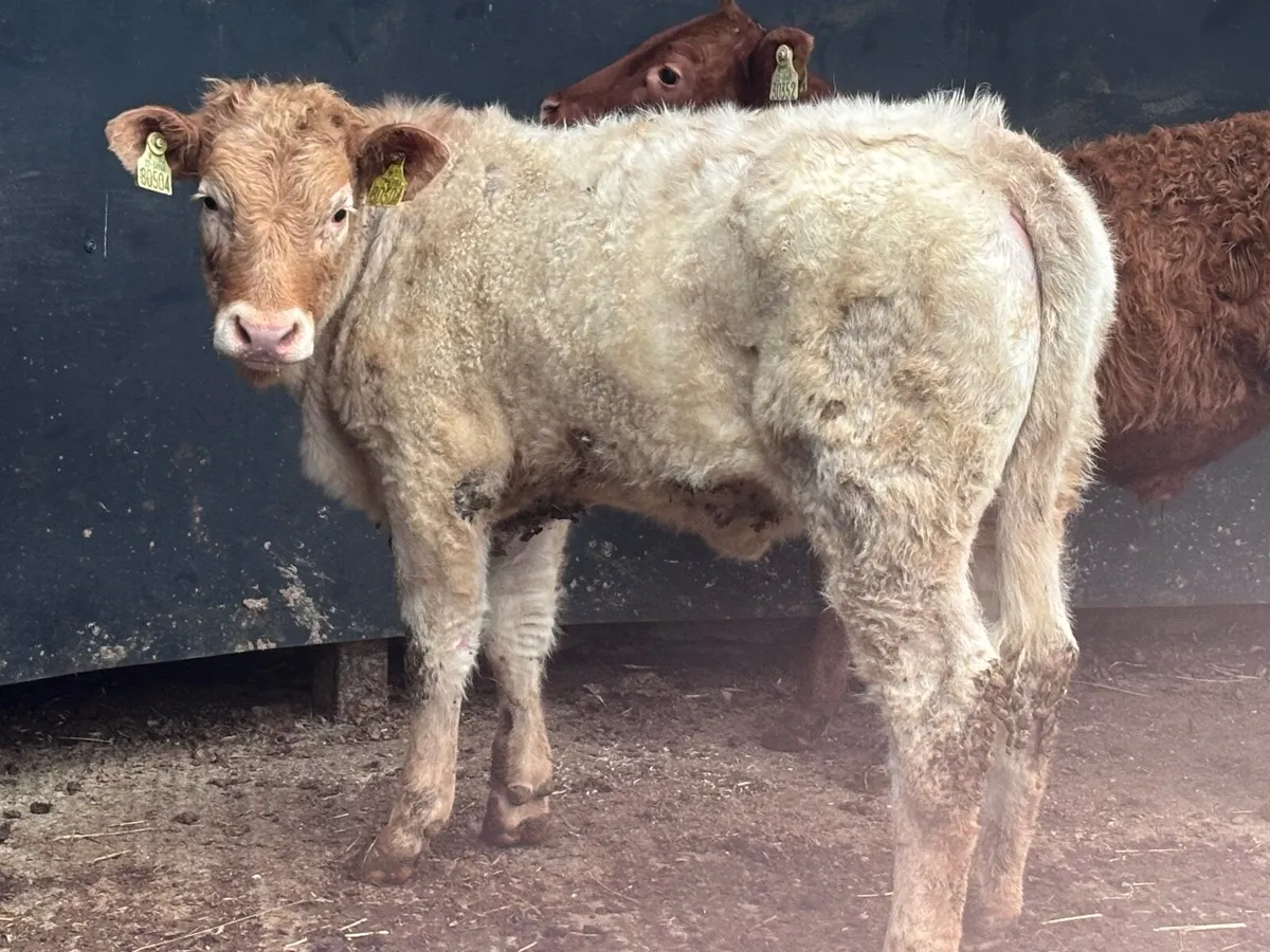 2 top quality continental Weanlings for sale - Image 1