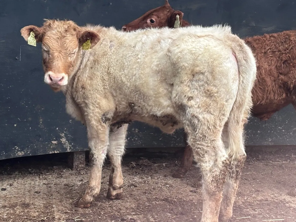 2 top quality continental Weanlings for sale - Image 2