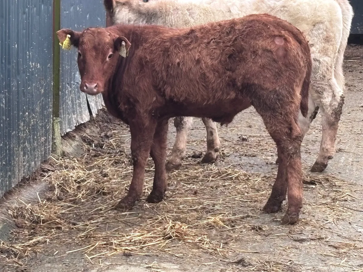 2 top quality continental Weanlings for sale - Image 3