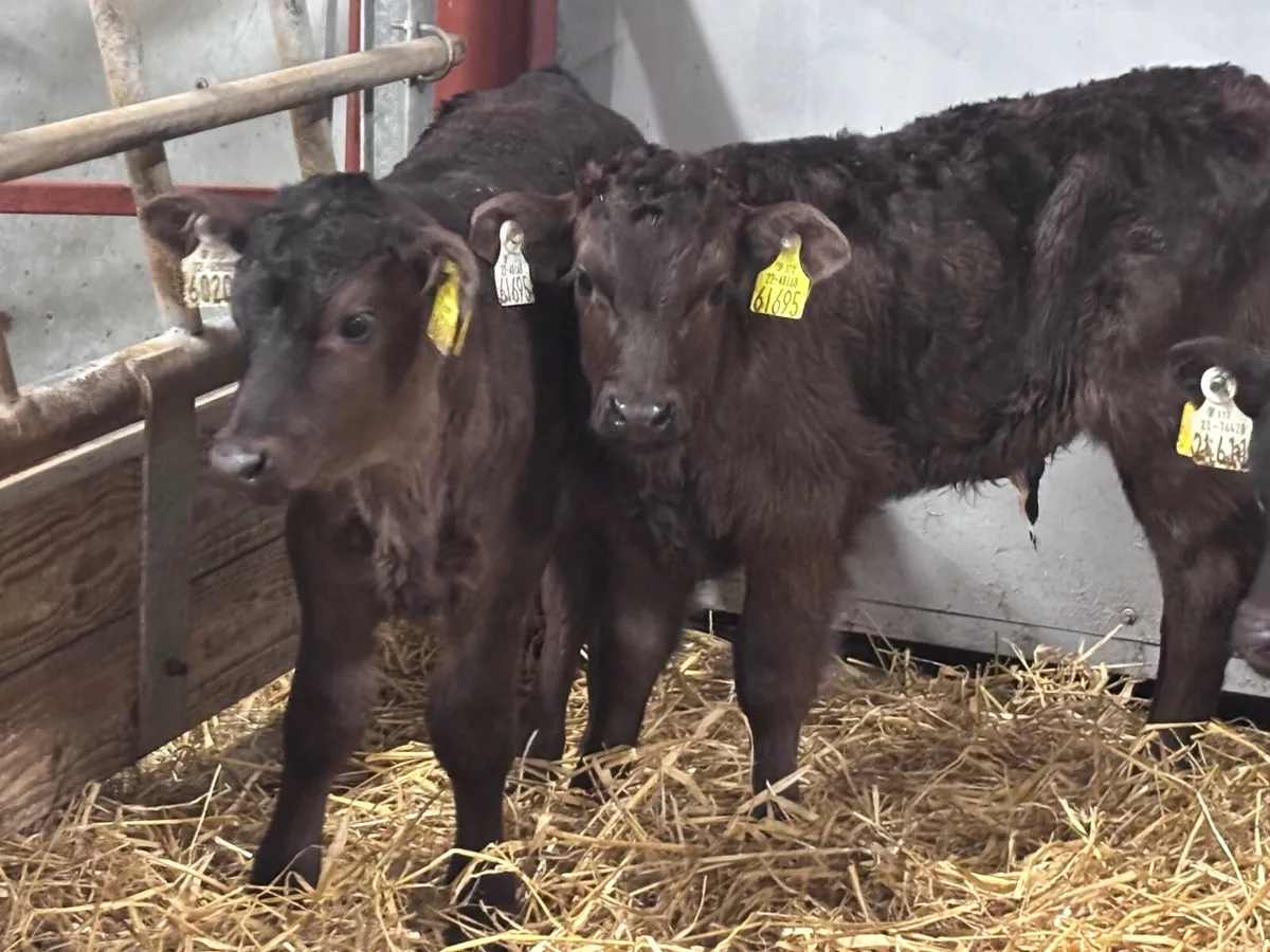 9 top quality bull calves for sale - Image 2