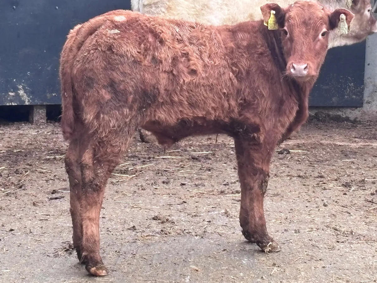 2 top quality continental Weanlings for sale - Image 4