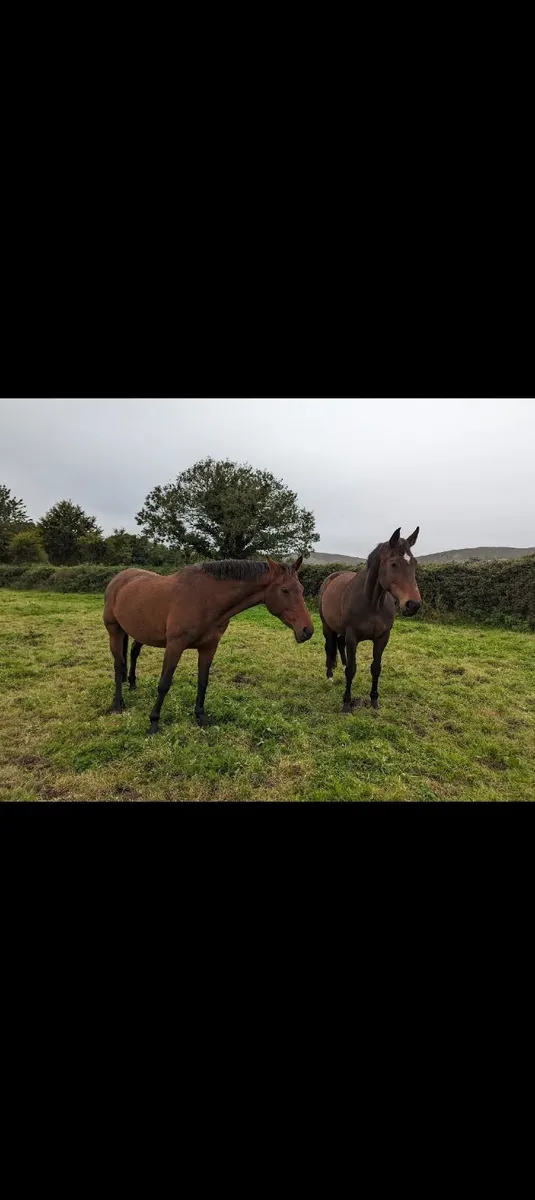 Broodmares  foals And Youngstock For Sale - Image 2