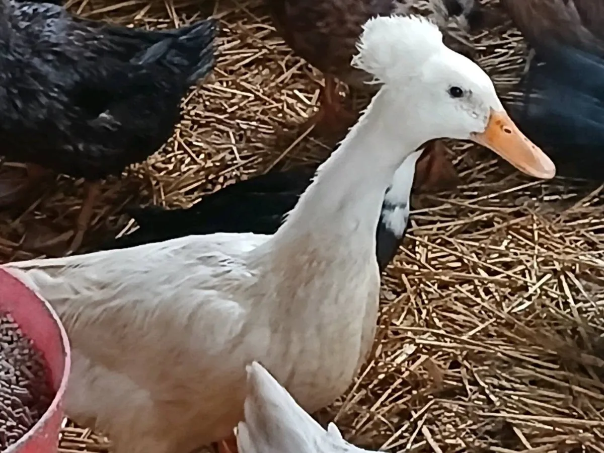Crested ducks - Image 1