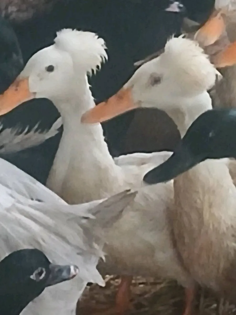 Crested ducks - Image 2