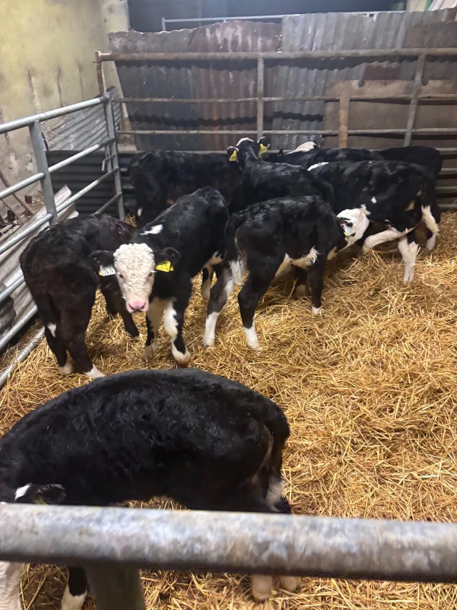 Hereford and Angus calves - Image 4