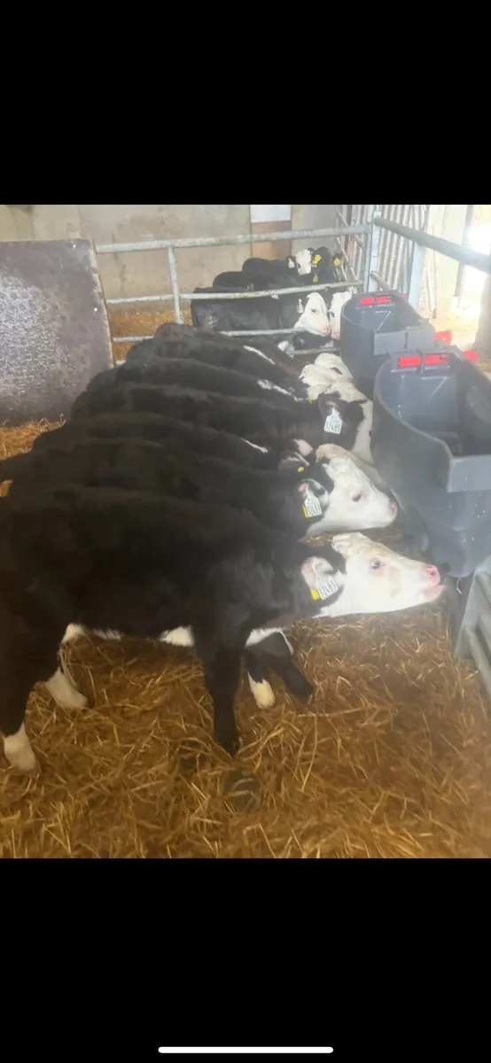 Hereford and Angus calves - Image 2