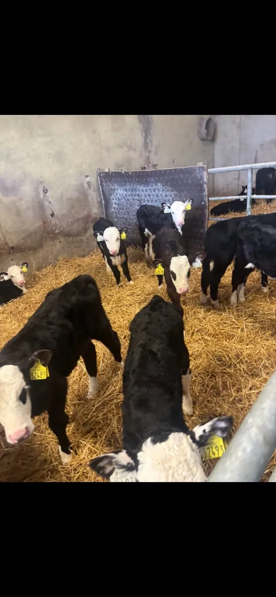 Hereford and Angus calves - Image 3
