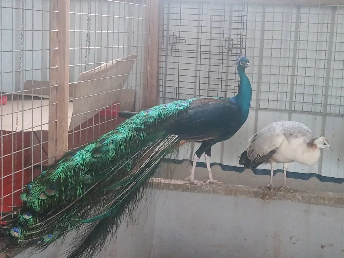 Peafowl pair - Image 1
