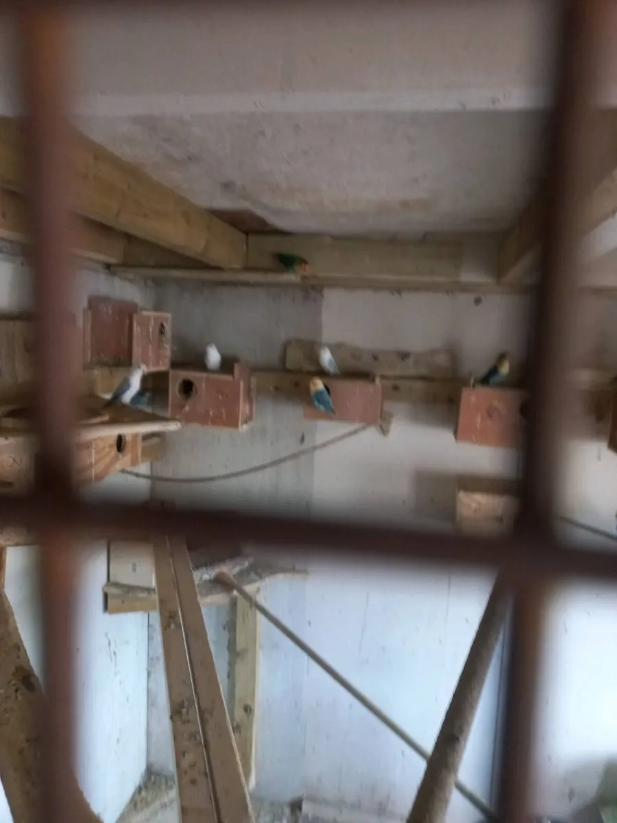 Fisher lovebirds - Image 1