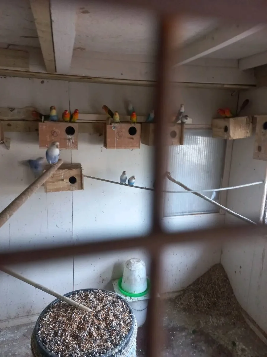 Fisher lovebirds - Image 2