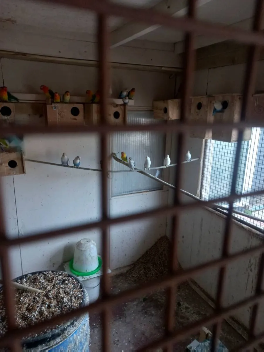Fisher lovebirds - Image 3
