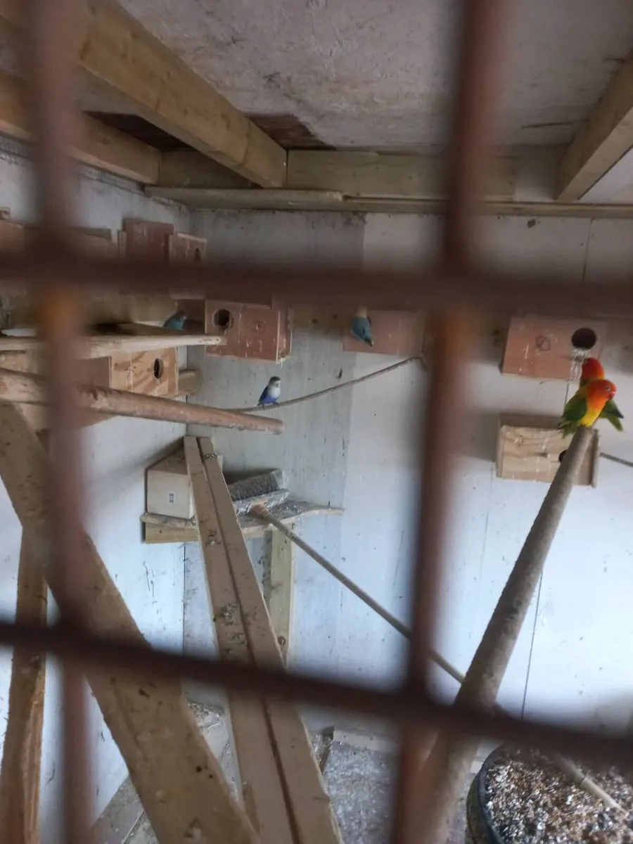 Fisher lovebirds - Image 4