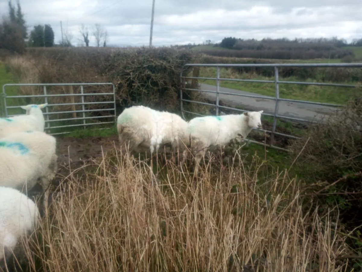 In lamb Easycare ewes - Image 2