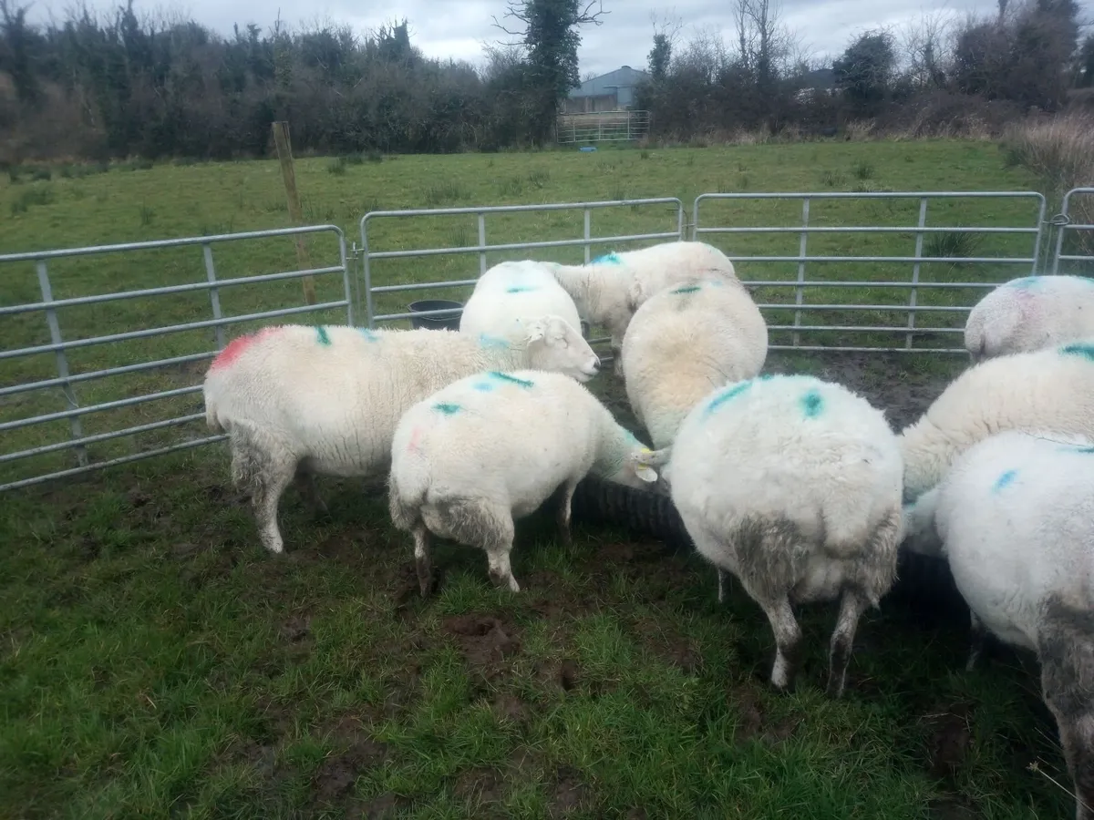 In lamb Easycare ewes - Image 1