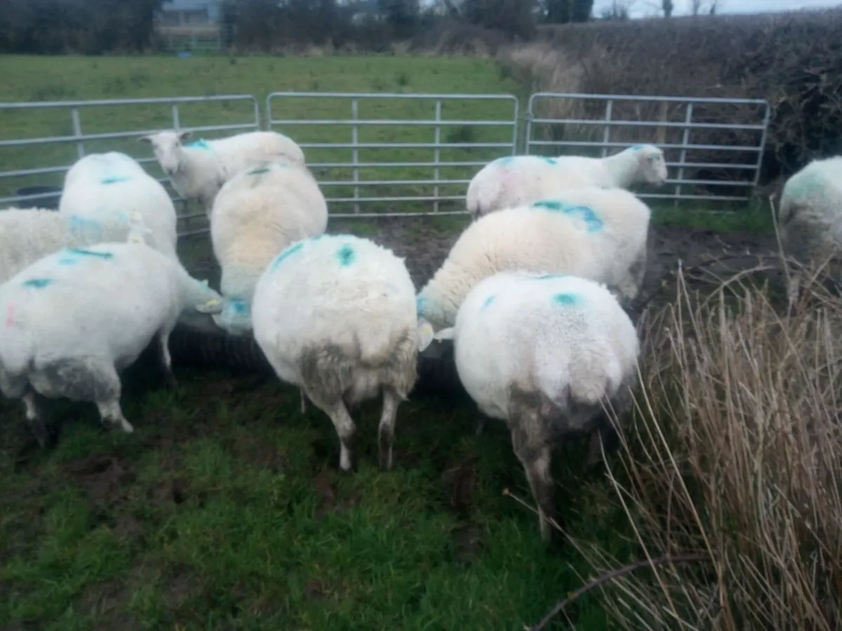 In lamb Easycare ewes - Image 3