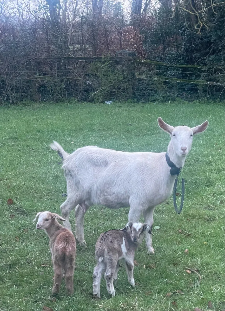 Goats - Image 1