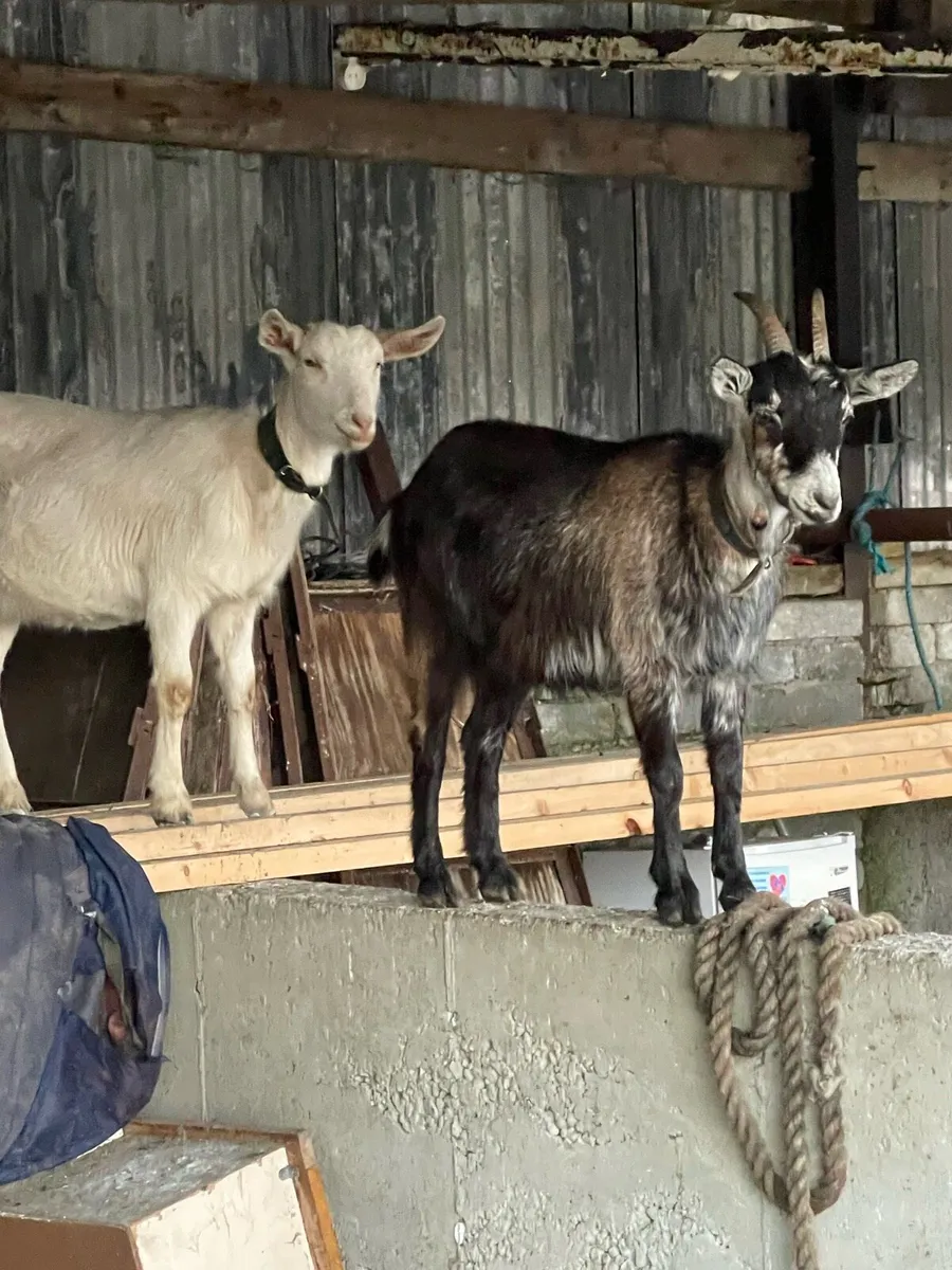 Goats - Image 3