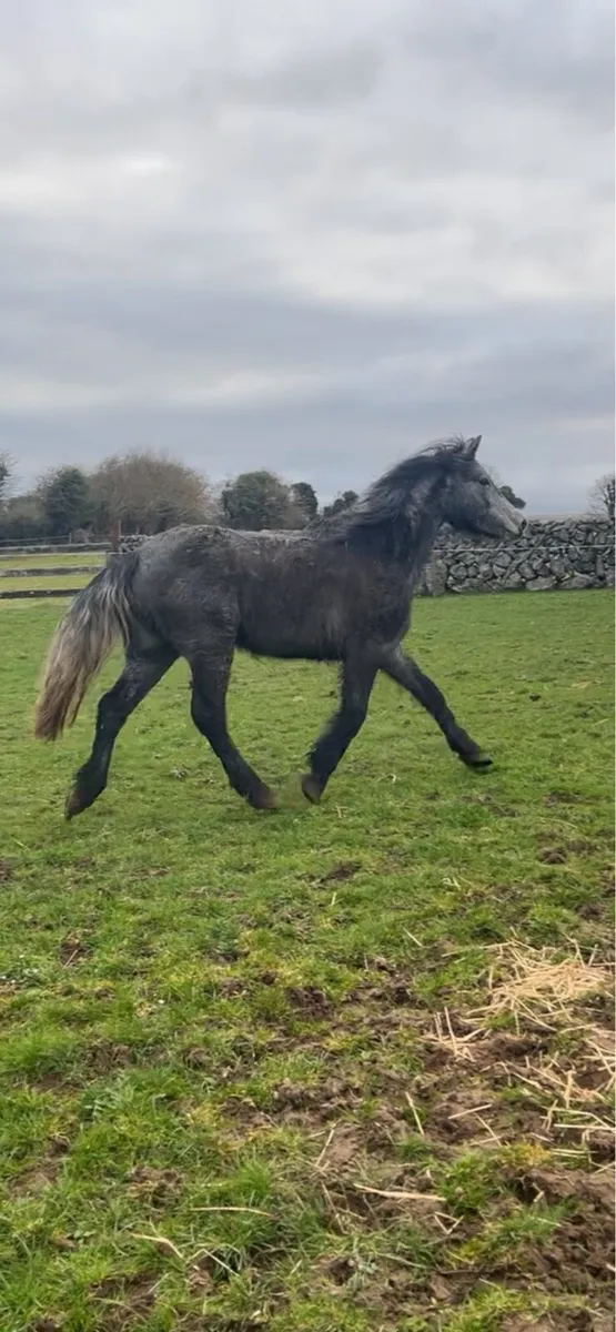 3 year old 14.2 filly - Image 4