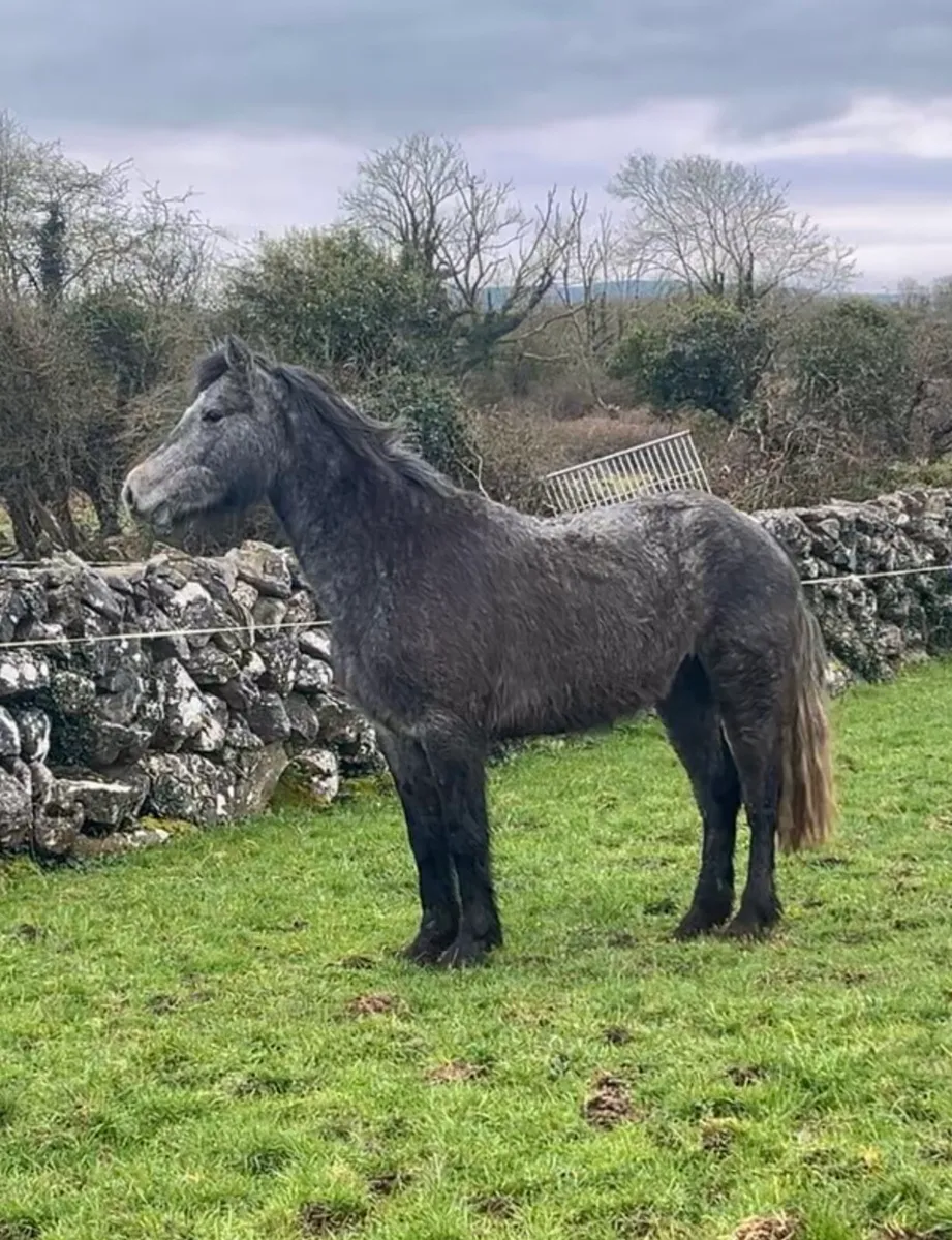 3 year old 14.2 filly - Image 1