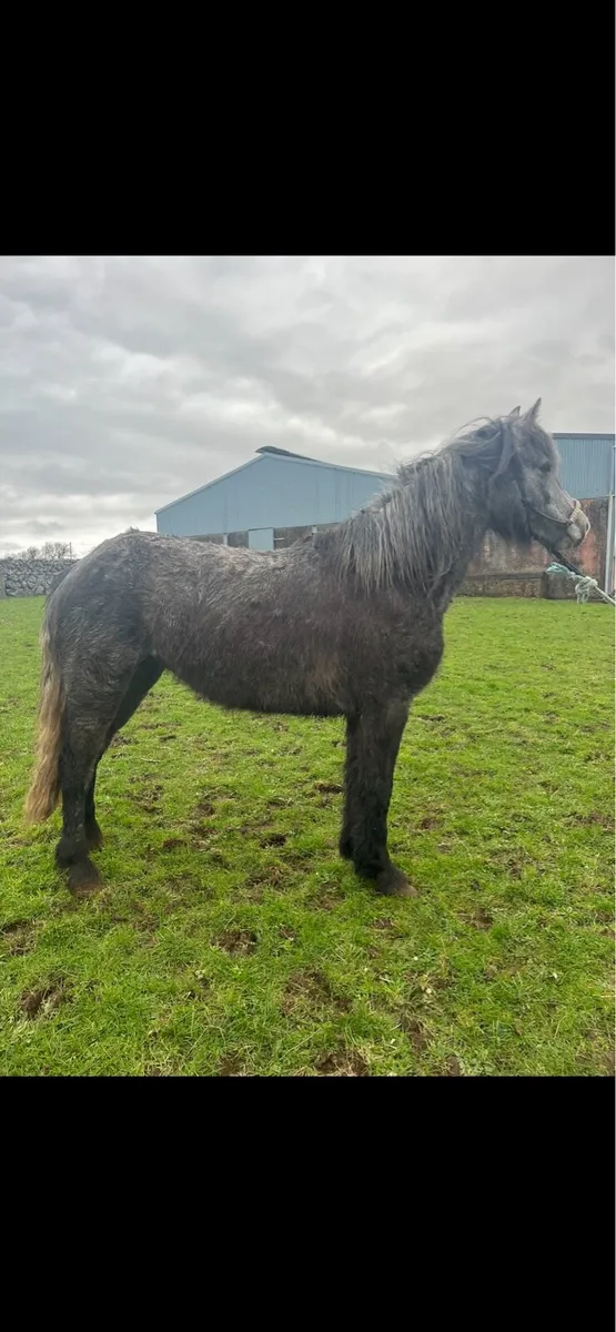 3 year old 14.2 filly - Image 2