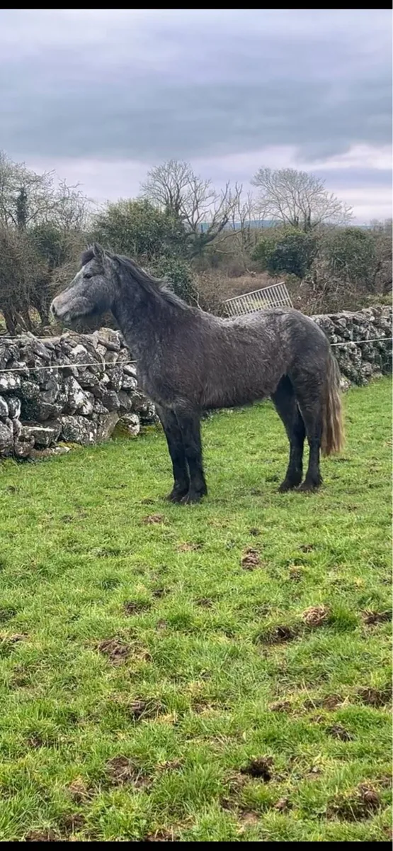 3 year old 14.2 filly - Image 3