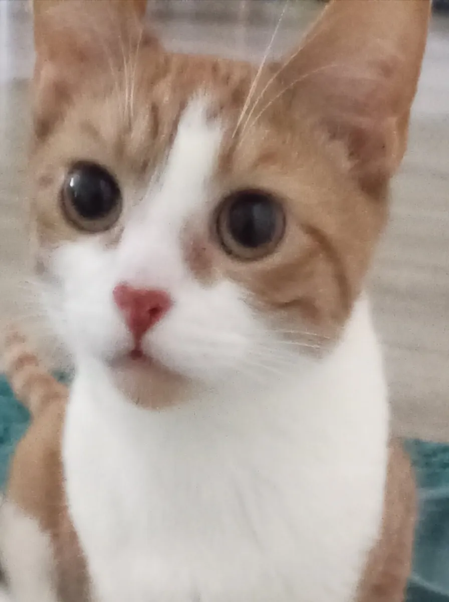 Beautiful indoor cat! :) - Image 1