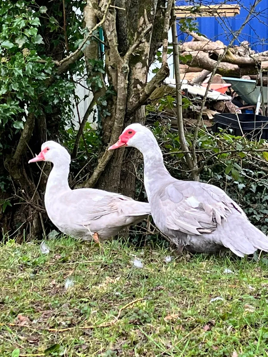 Duck's, muscovy. - Image 1