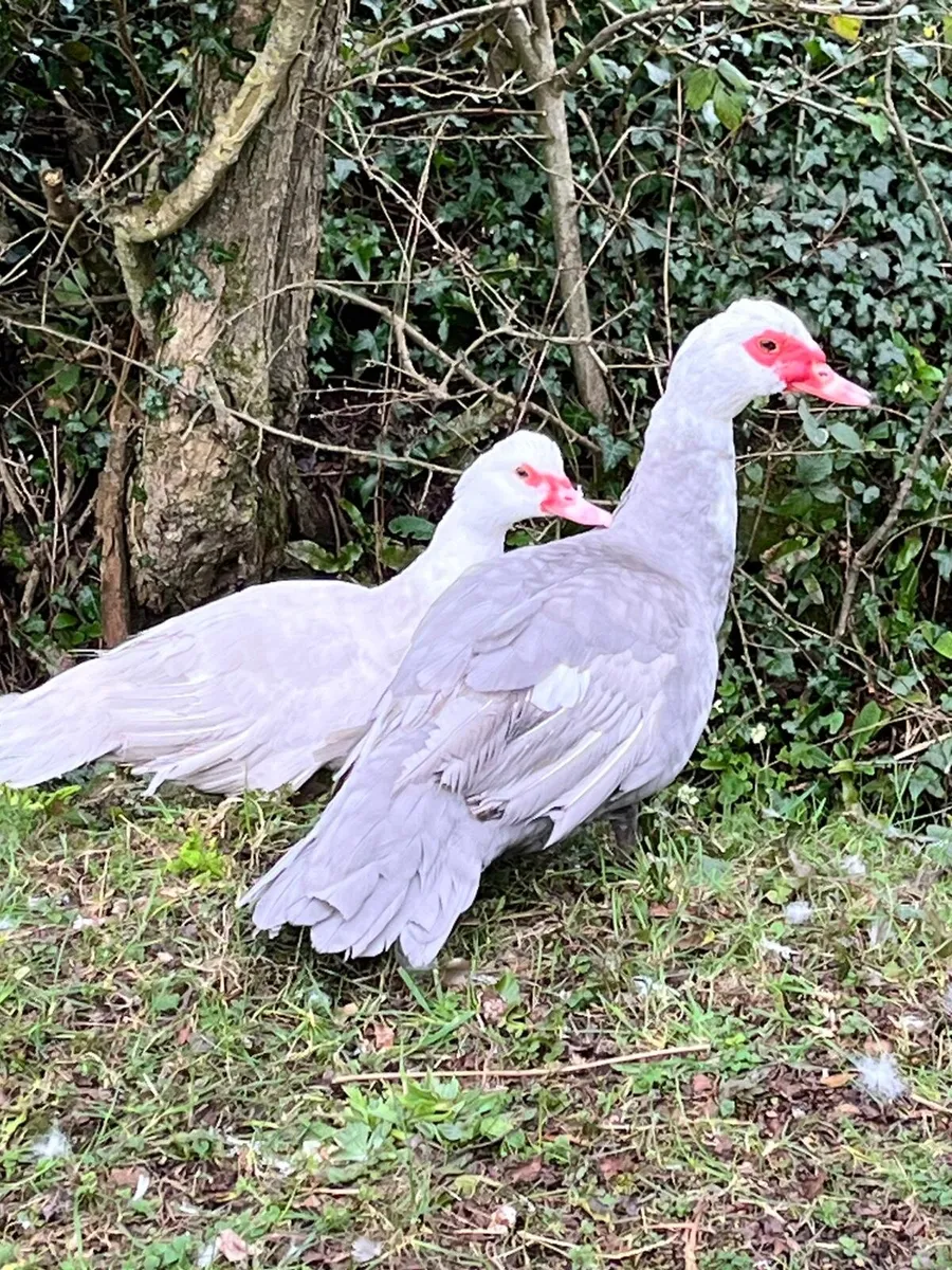 Duck's, muscovy. - Image 2
