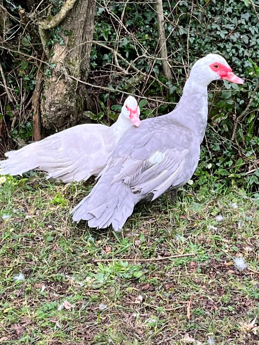 Duck's, muscovy. - Image 3