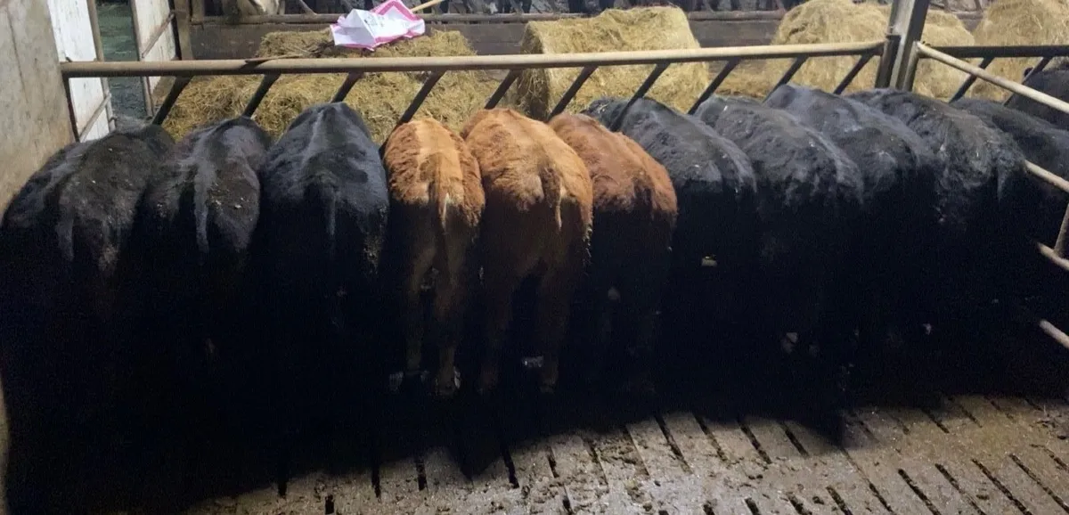 17 Bullocks - Image 2