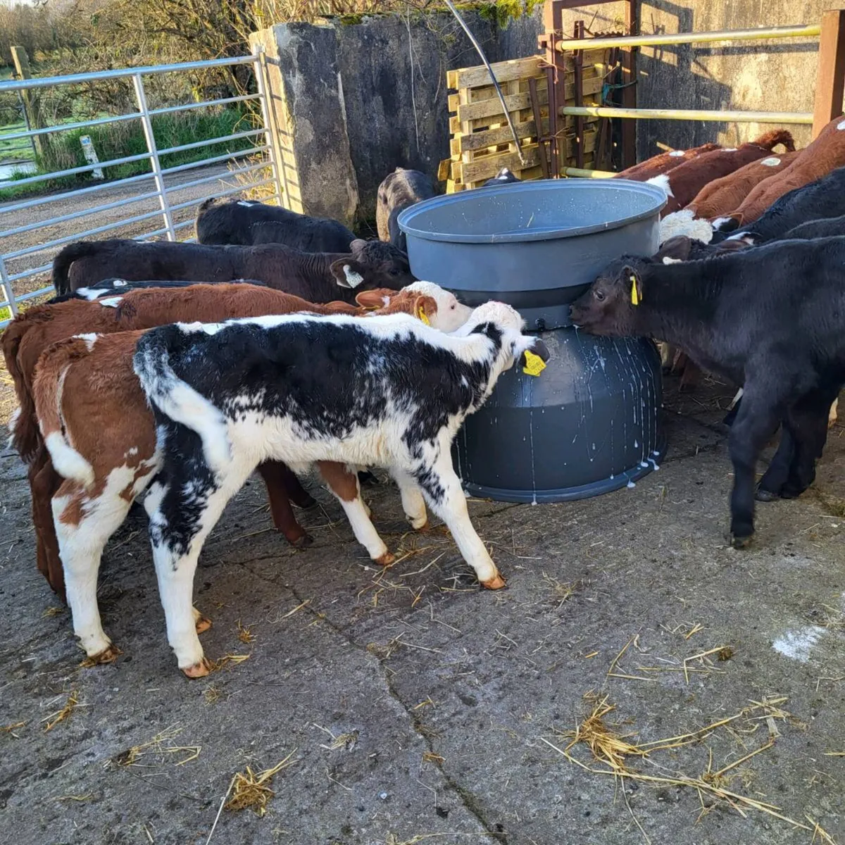 Calves for sale - Image 3