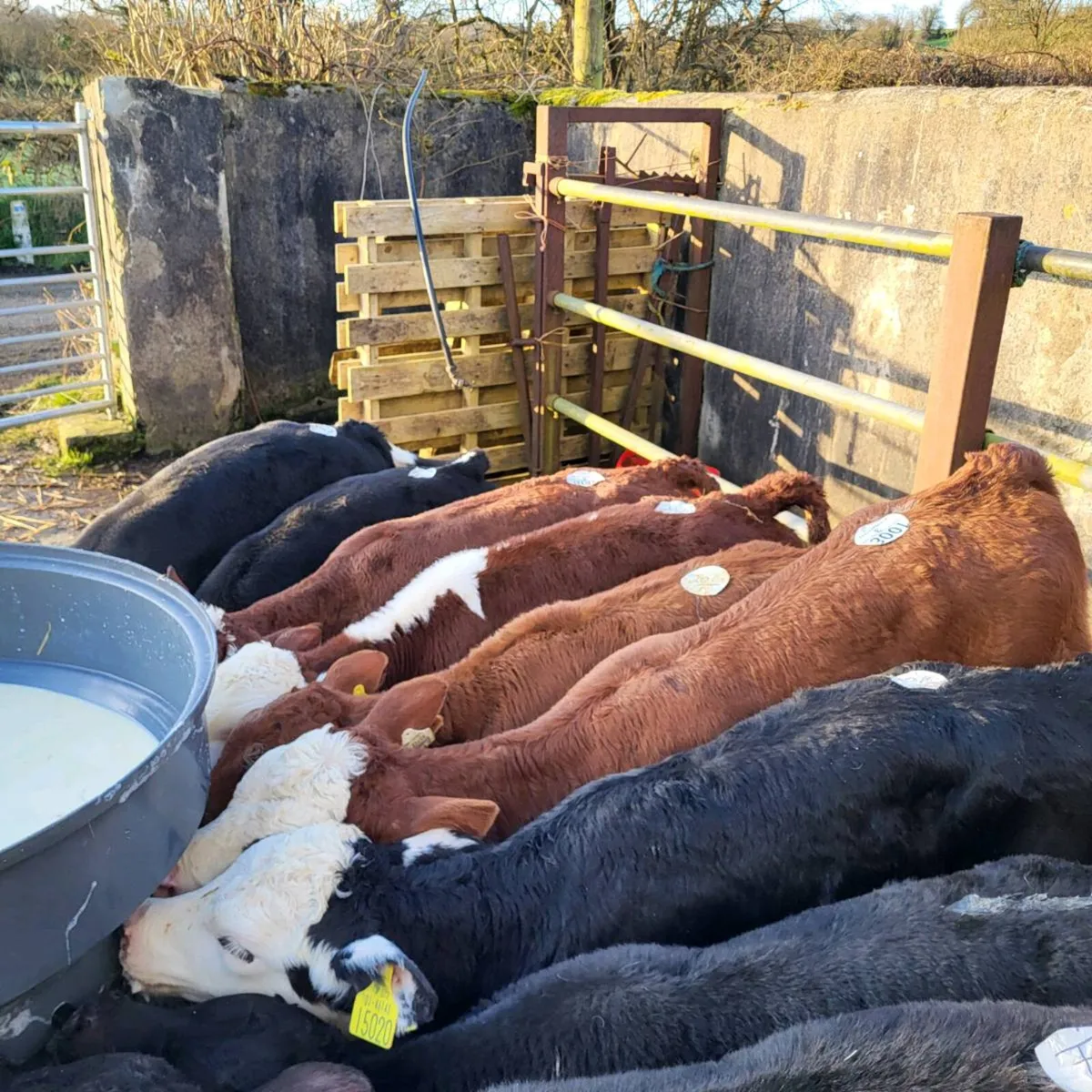 Calves for sale - Image 4