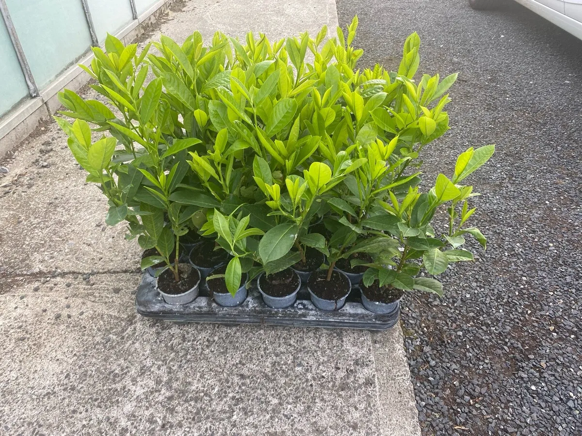 Laurel hedging €2 each - Image 1