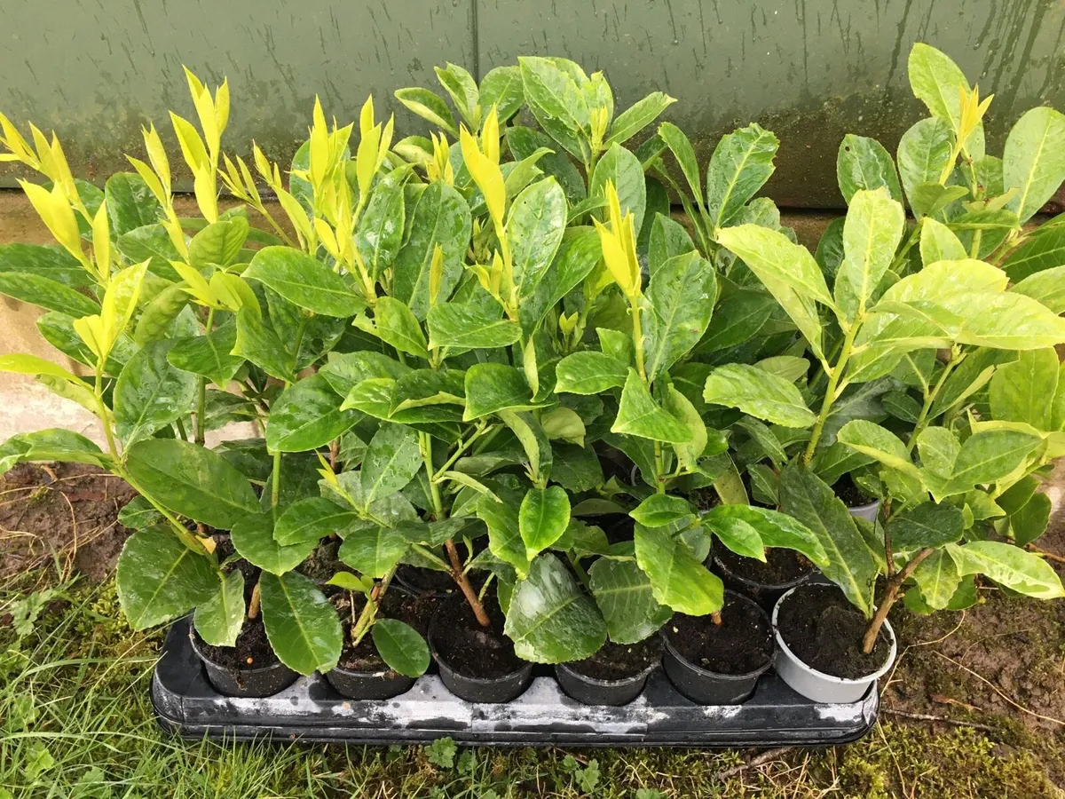 Laurel hedging €2 each - Image 3