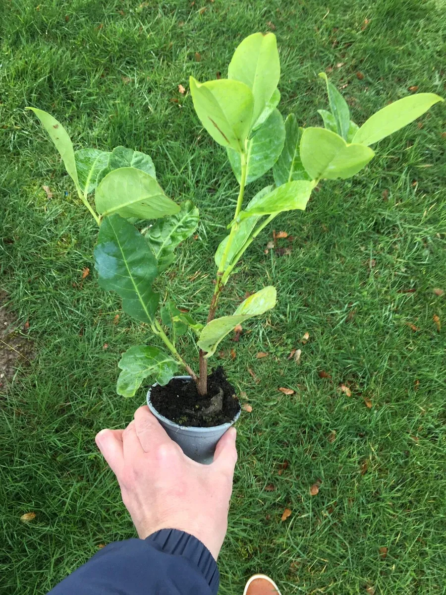Laurel hedging €2 each - Image 4