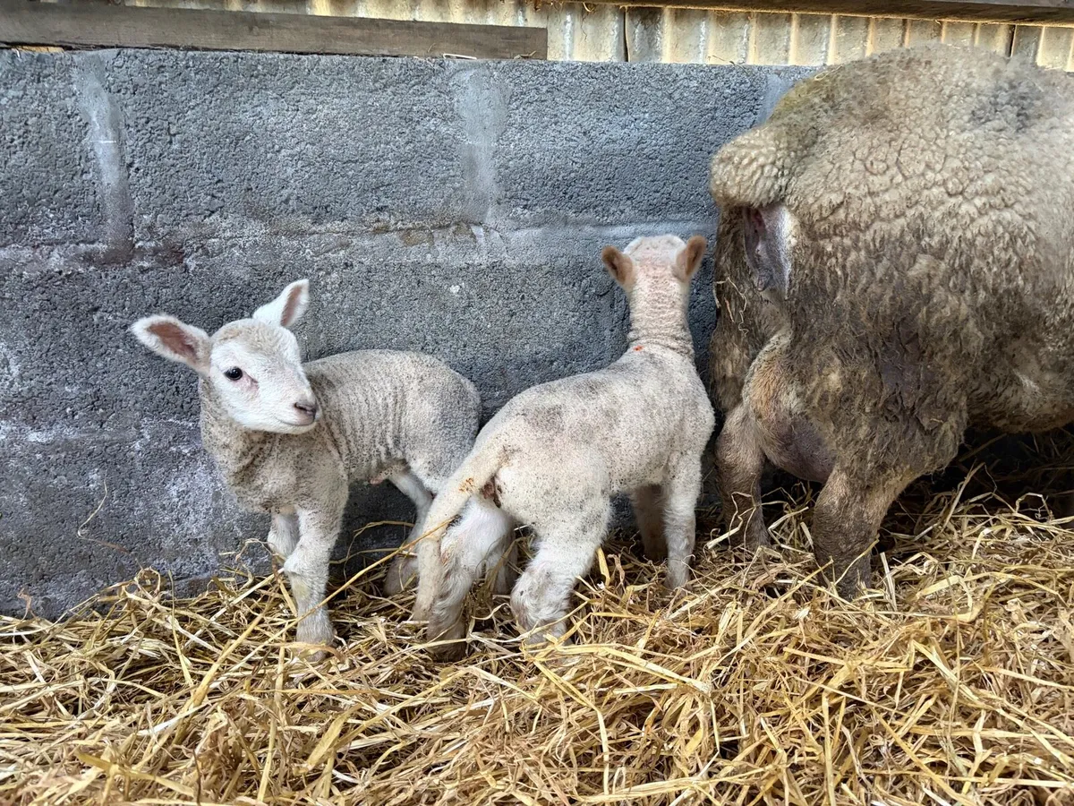 Pet lambs - Image 1